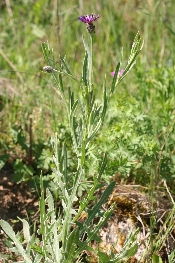 Image of Centaurea cyanomorpha specimen.