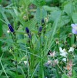 Campanula turczaninovii. Верхушки побегов с бутонами. Иркутская обл., Слюдянский р-н, мыс Шаманский, пологий склон, луг. 18.06.2020.