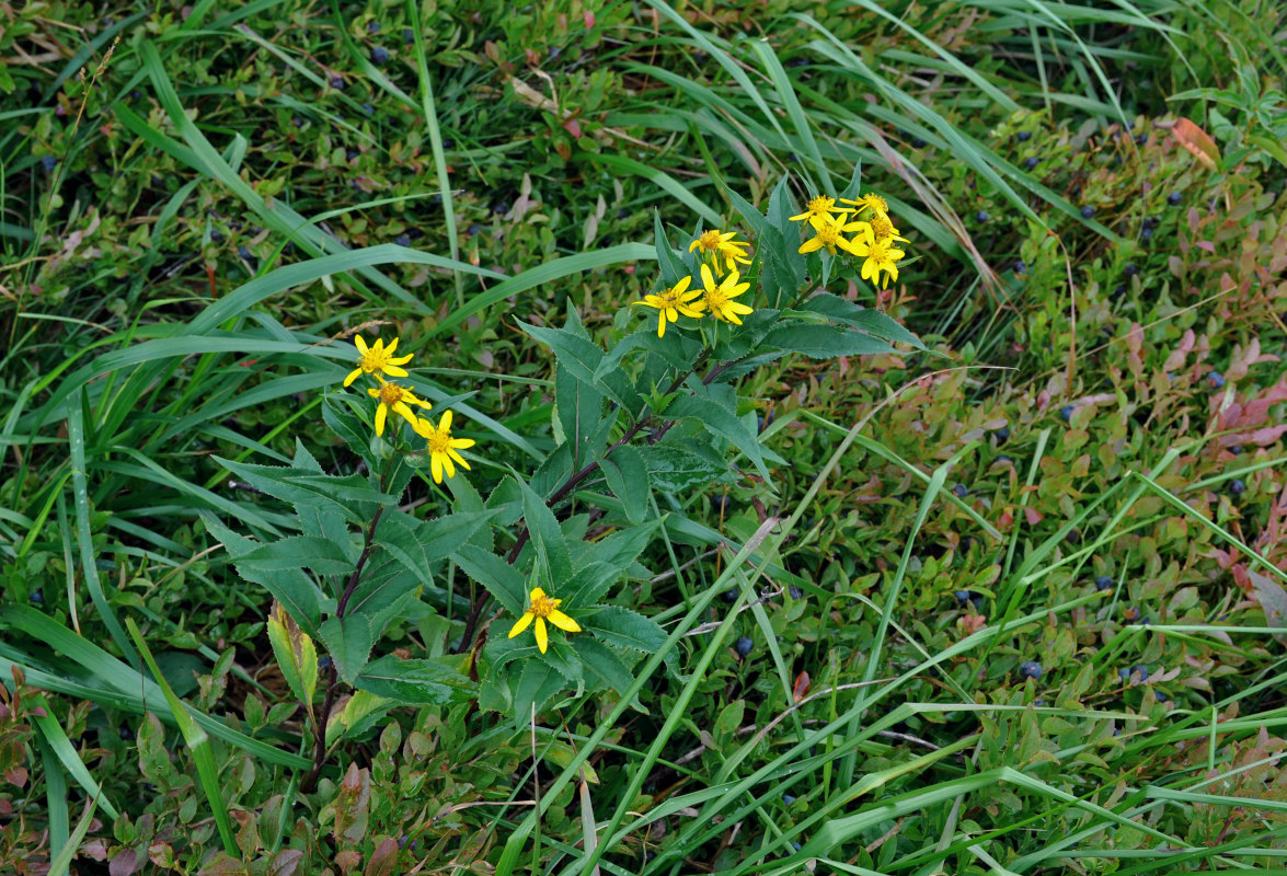 Image of Senecio nemorensis specimen.