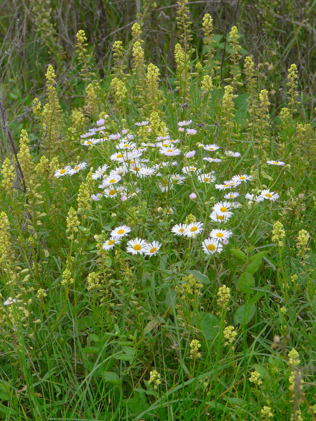 Image of Erigeron annuus specimen.