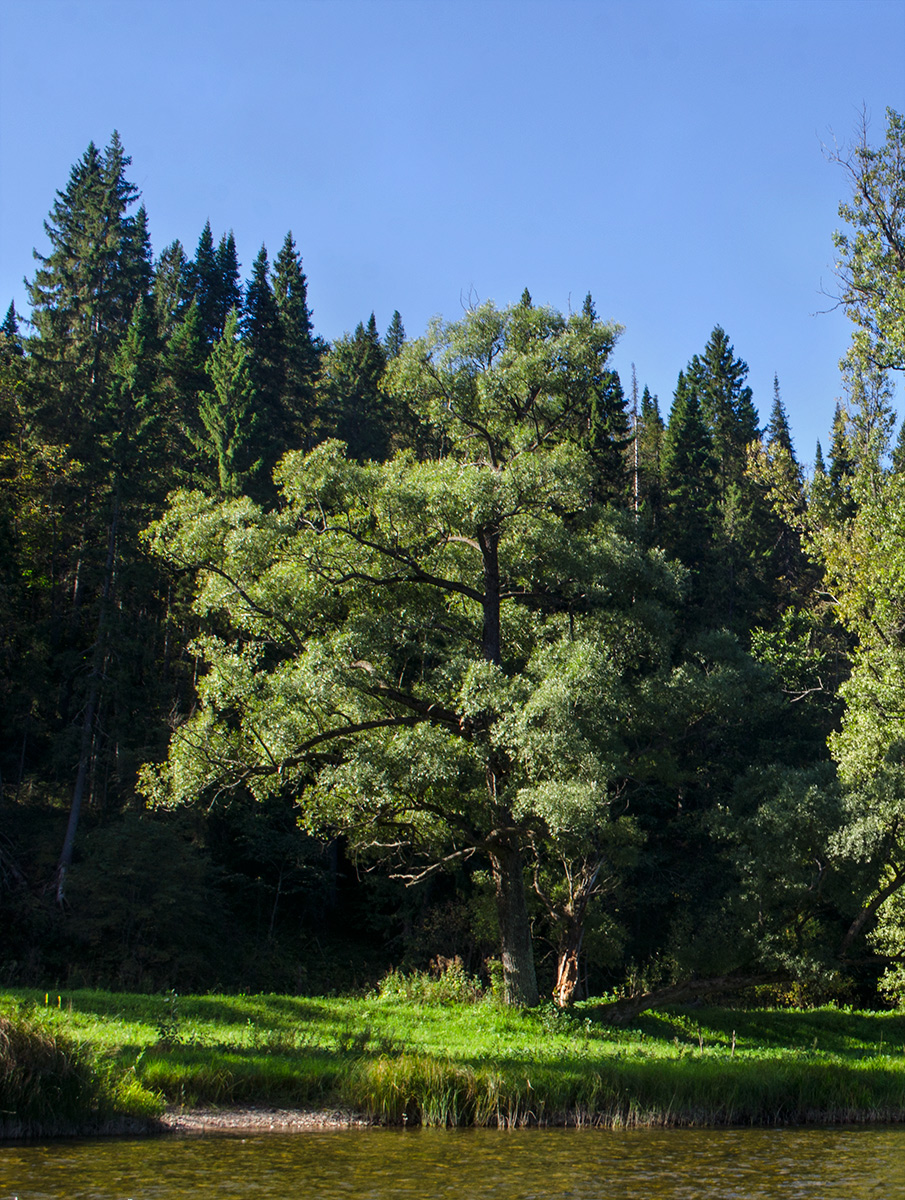 Image of genus Salix specimen.