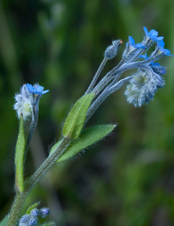 Image of Myosotis arvensis specimen.