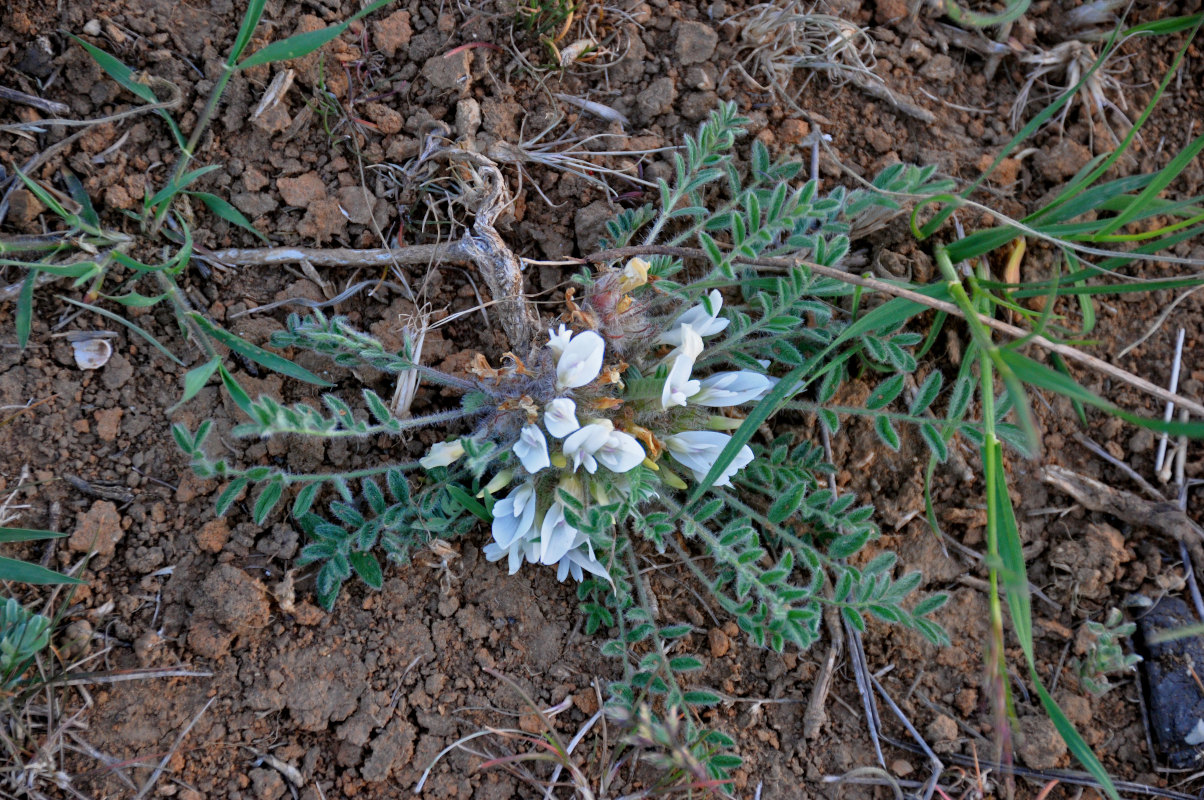 Изображение особи Astragalus testiculatus.