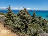 Juniperus oxycedrus subspecies macrocarpa. Вегетирующие растения. Греция, Эгейское море, о. Сирос, юго-восточное побережье, возле пешеходной тропы на высоком берегу. 20.04.2021.