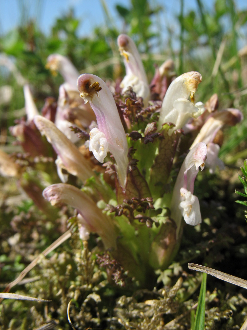 Изображение особи Pedicularis sylvatica.