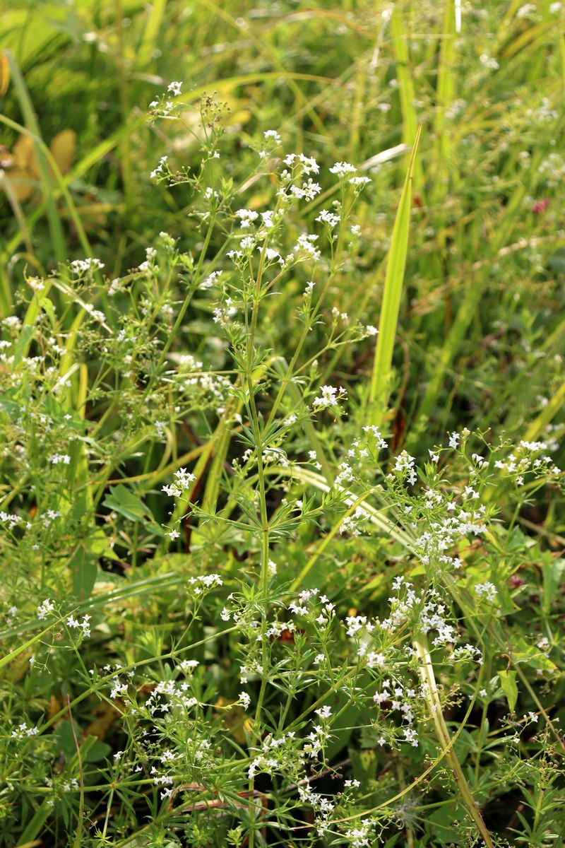 Image of Galium rivale specimen.