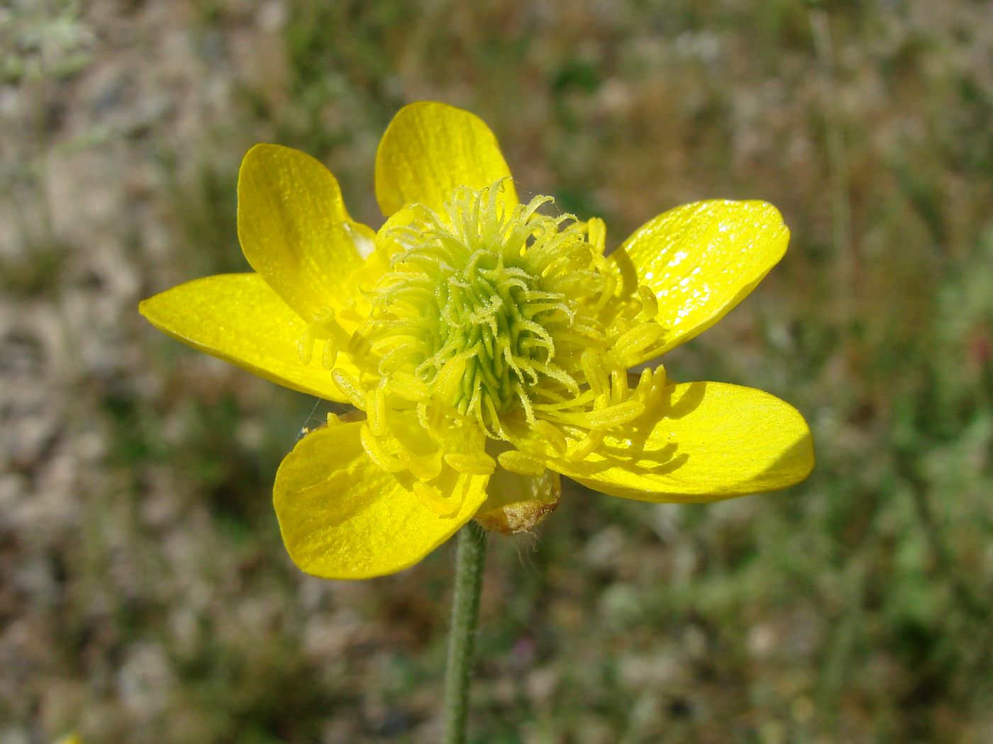 Изображение особи Ranunculus sewerzowii.