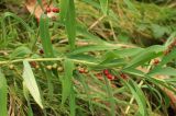 Polygonatum roseum