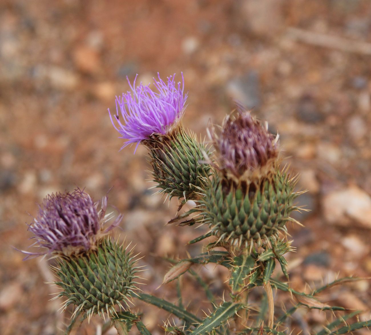 Image of Ancathia igniaria specimen.