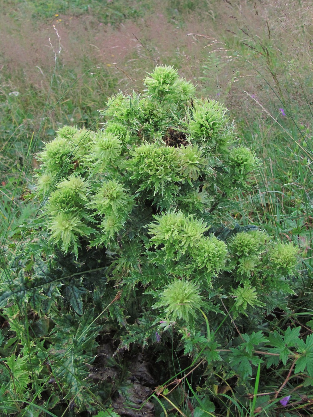 Изображение особи Cirsium obvallatum.