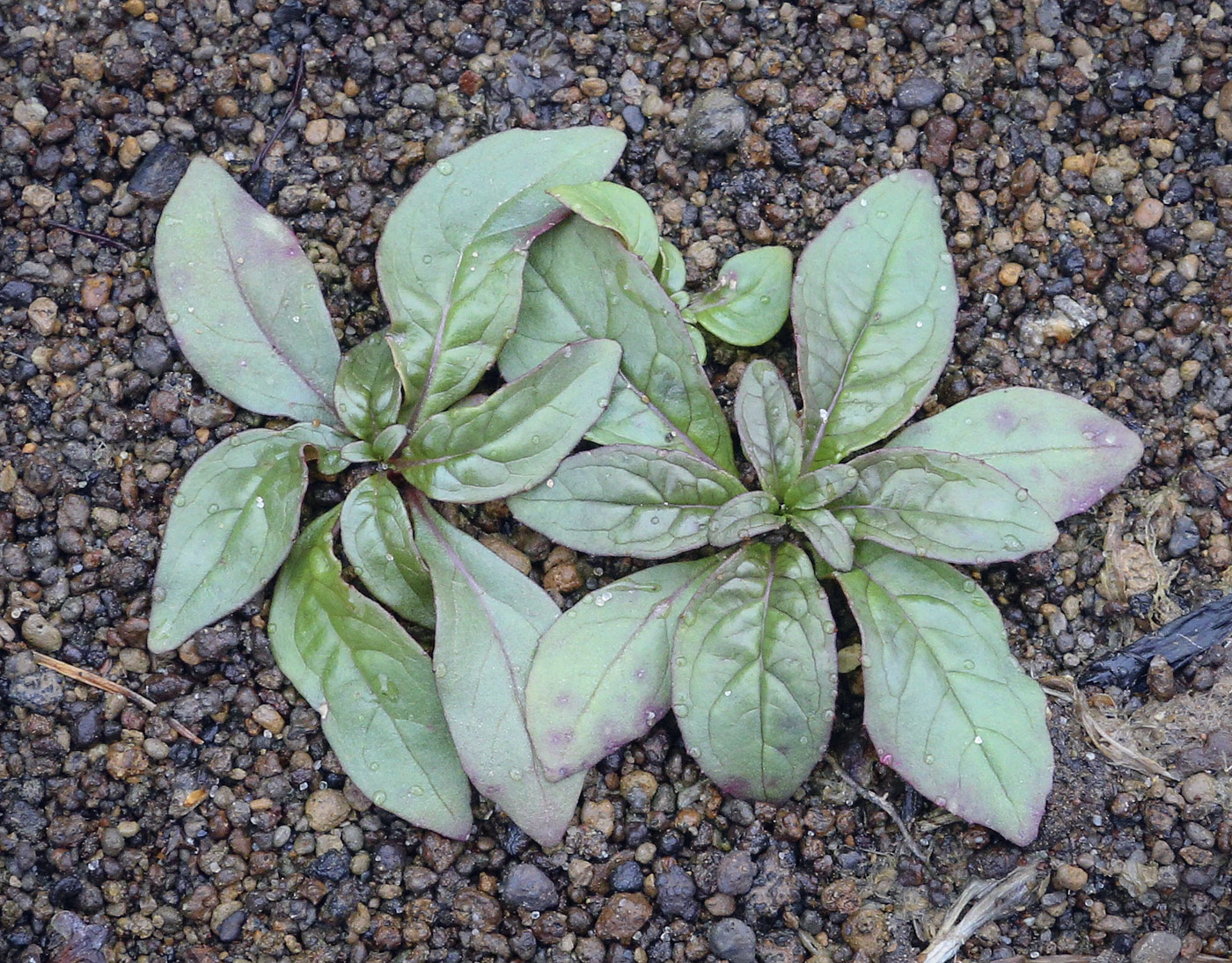 Изображение особи род Epilobium.