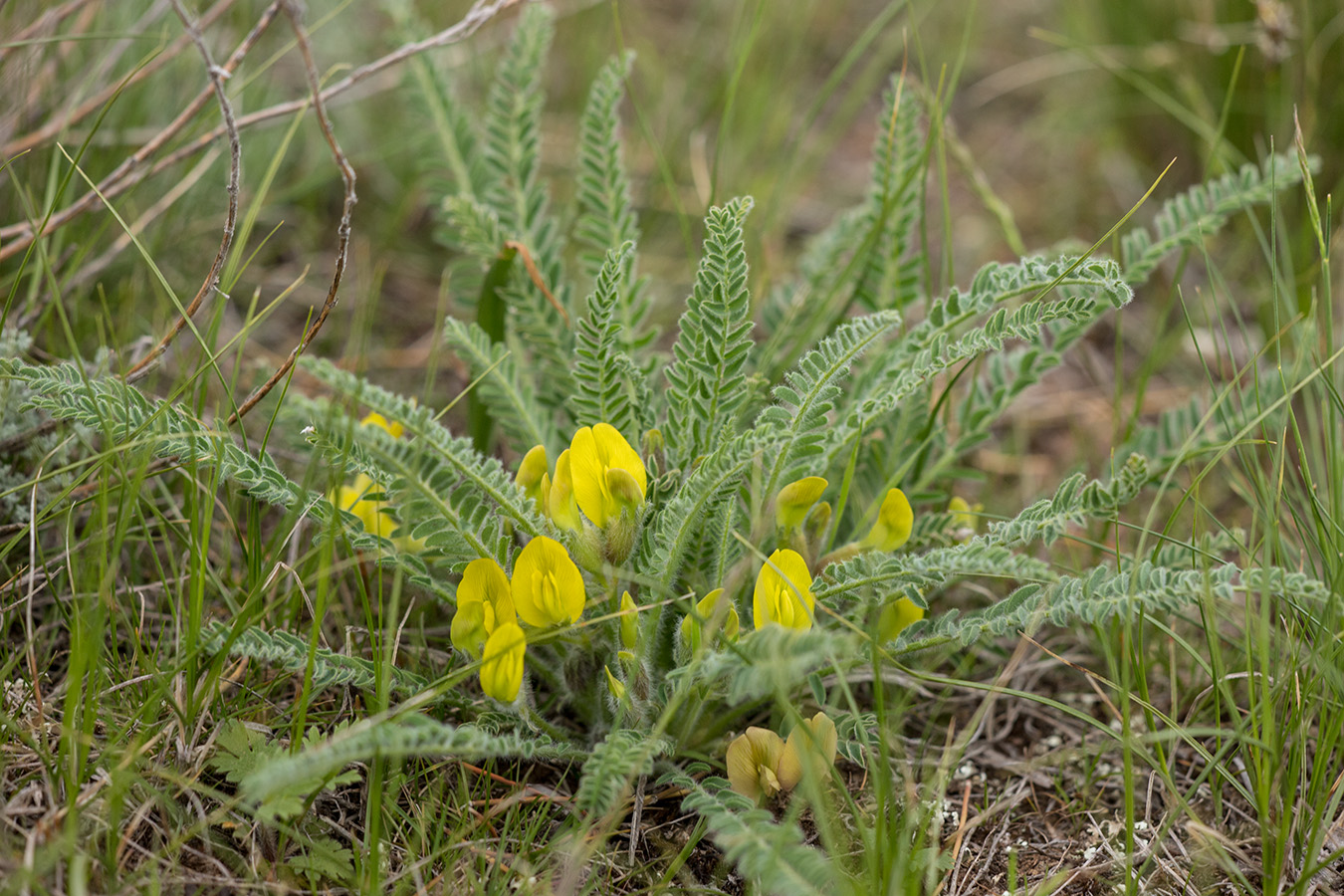 Image of Astragalus henningii specimen.