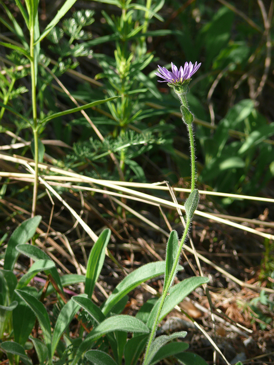 Image of genus Aster specimen.