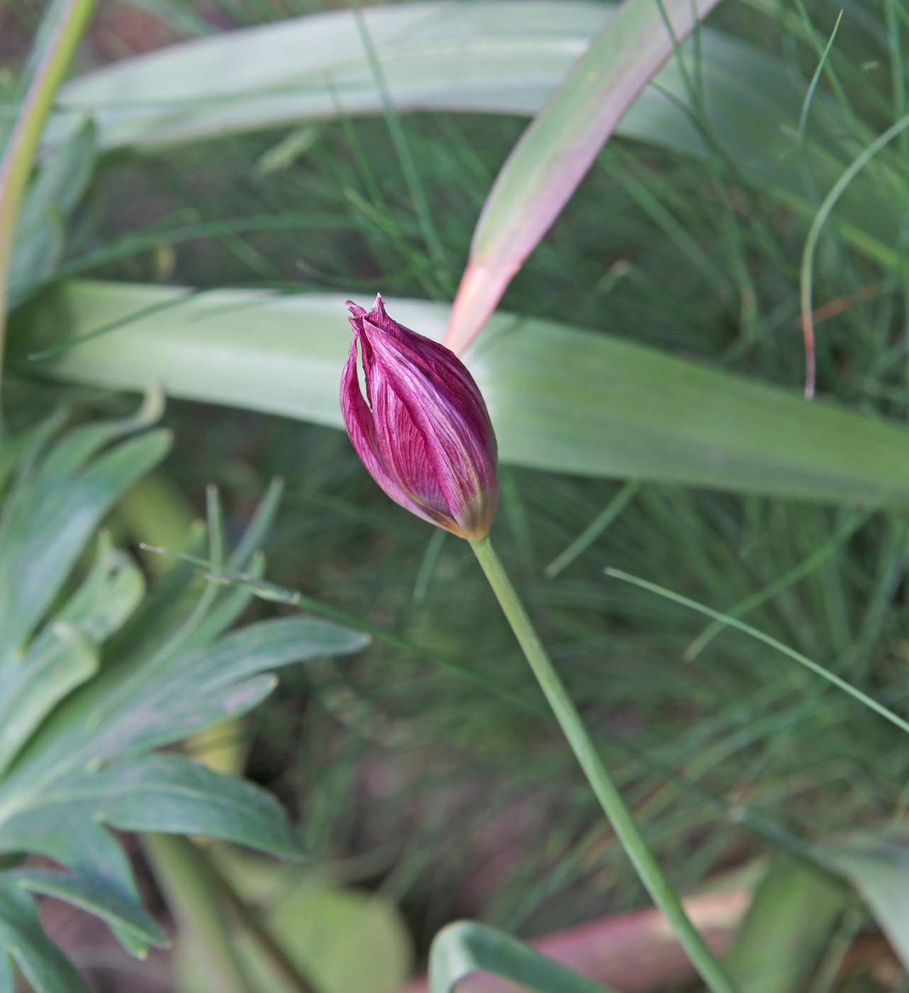 Изображение особи Tulipa humilis.