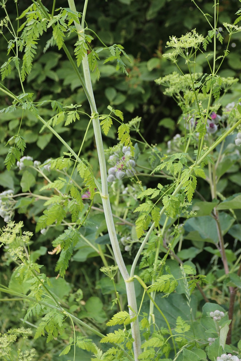 Изображение особи Conium maculatum.