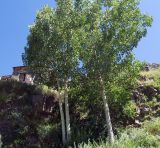 Populus tremula