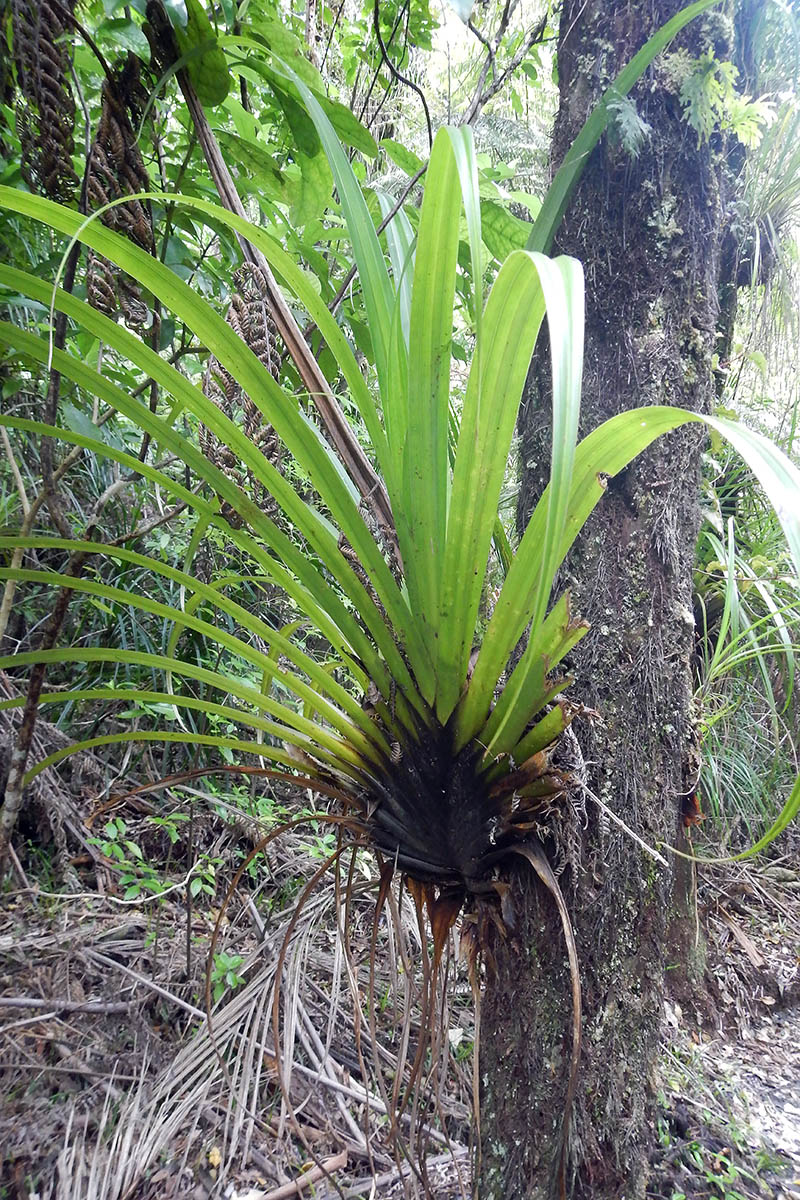 Image of Astelia solandri specimen.