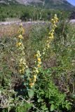 Verbascum densiflorum. Цветущее растение. Крым, подножие горы Демерджи, окр. с. Лучистое, крепость Фуна. 16.07.2021.