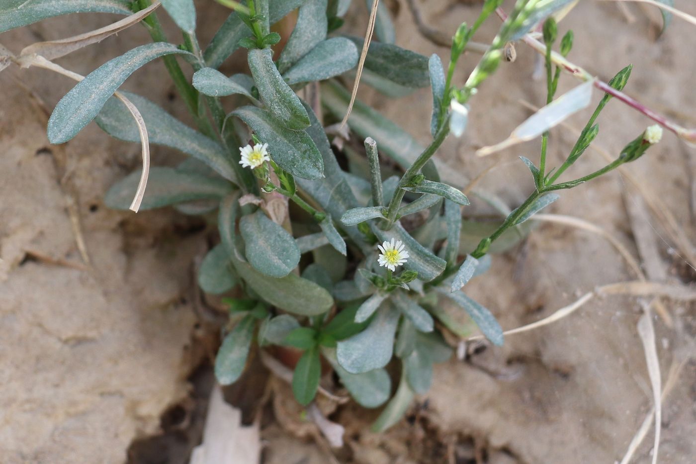 Image of Symphyotrichum subulatum specimen.