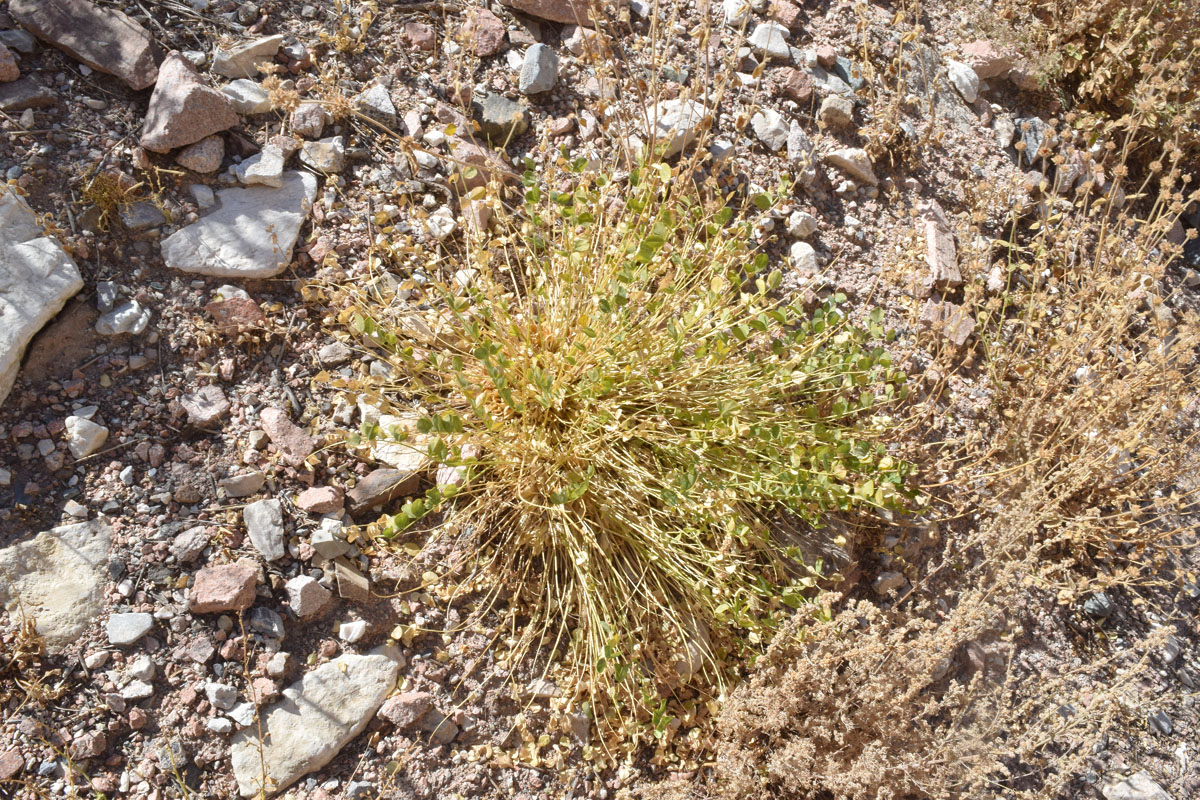 Image of Astragalus aksaricus specimen.