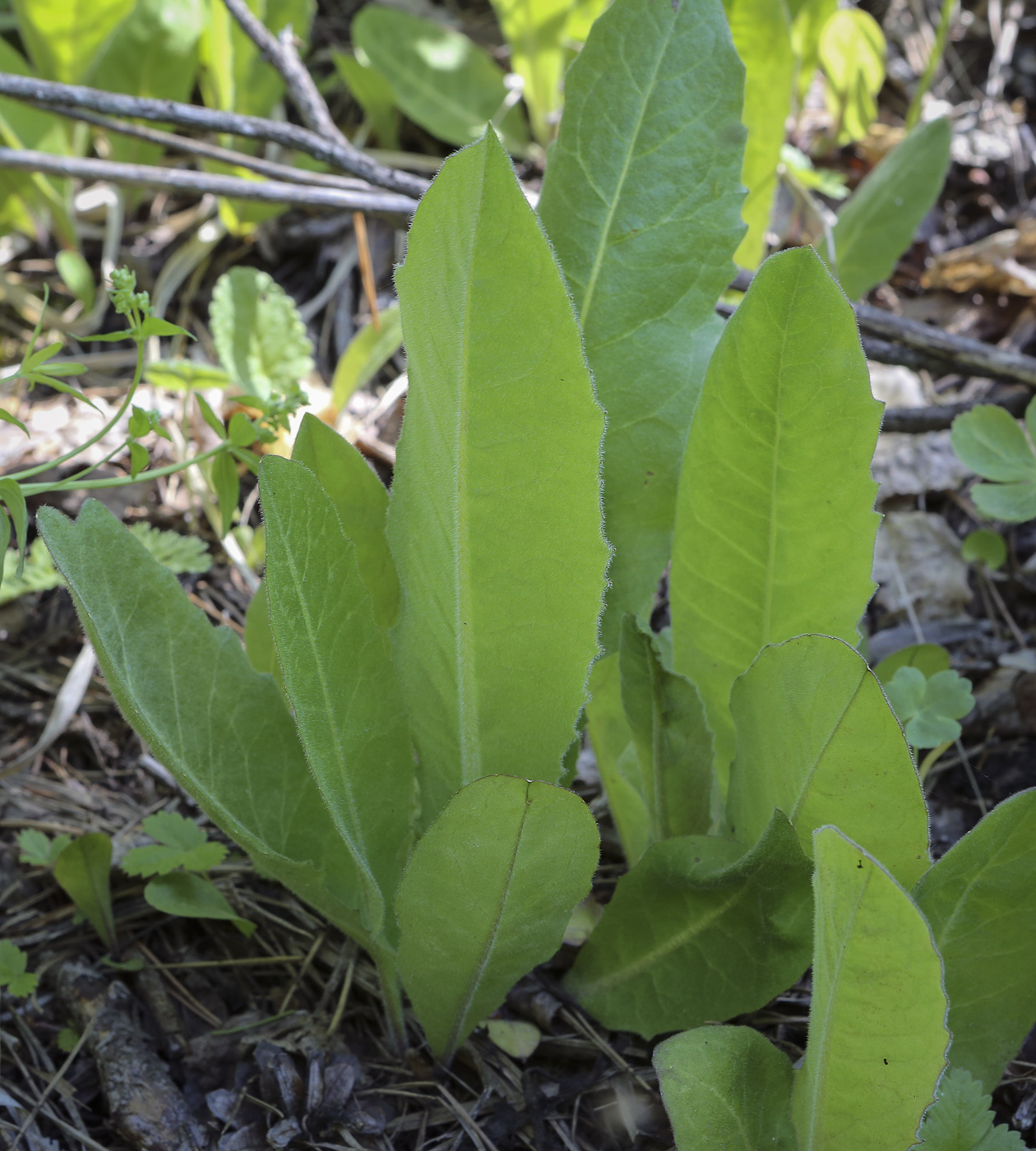 Image of Crepis praemorsa specimen.