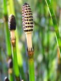 Equisetum fluviatile. Верхушка побега со стробилом. Магаданская обл., окр. г. Магадан, нижнее течение р. Магаданка, небольшое озеро. 30.06.2022.