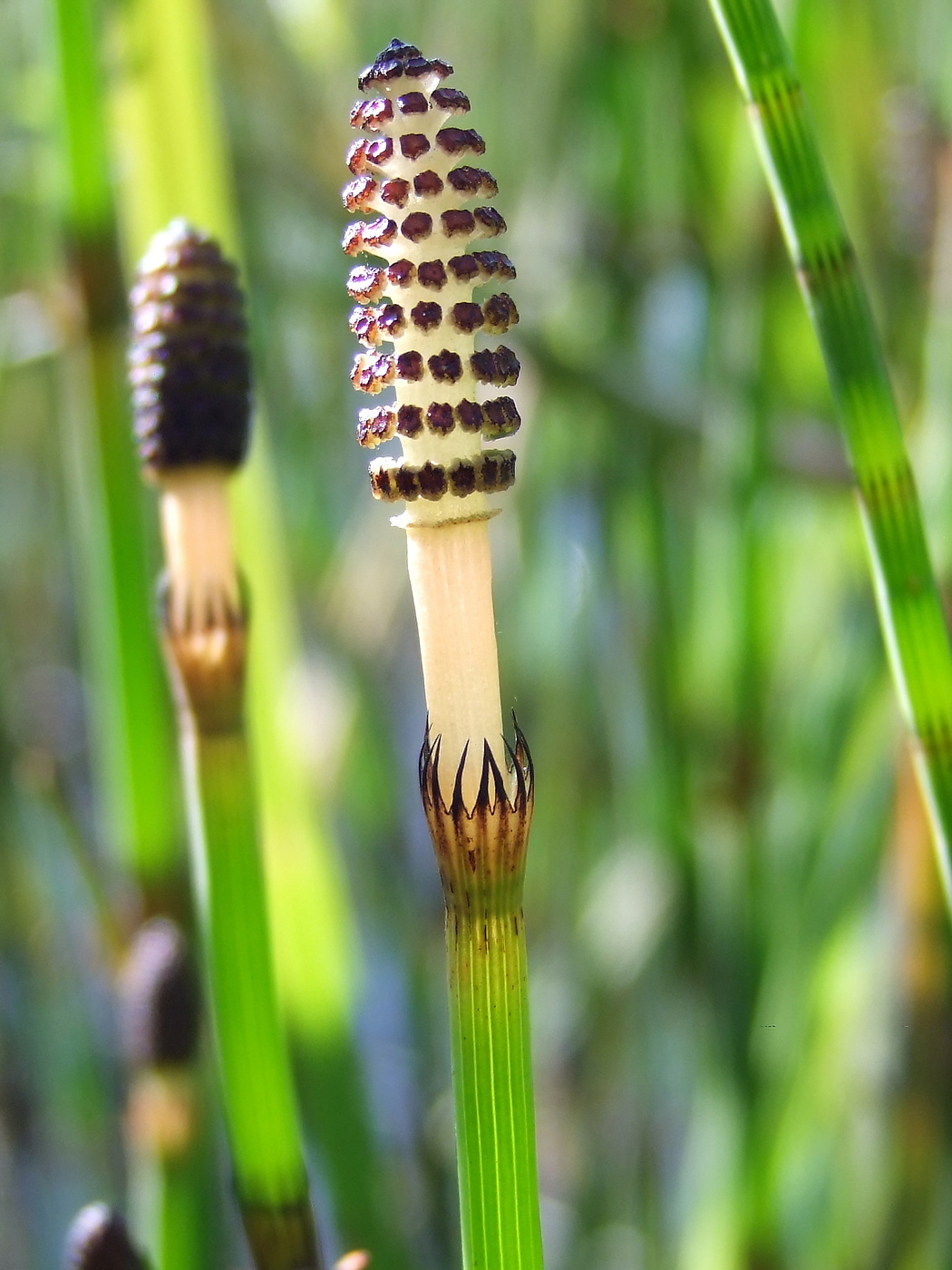 Изображение особи Equisetum fluviatile.