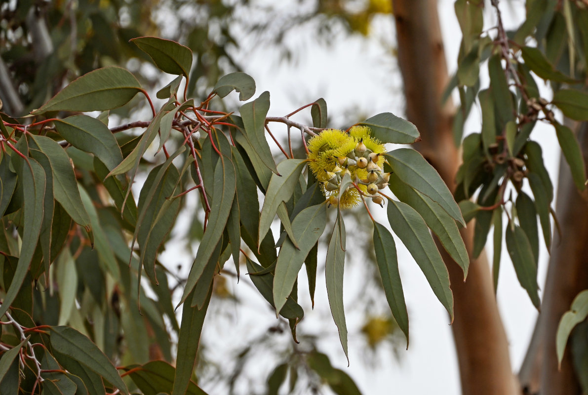 Image of genus Eucalyptus specimen.