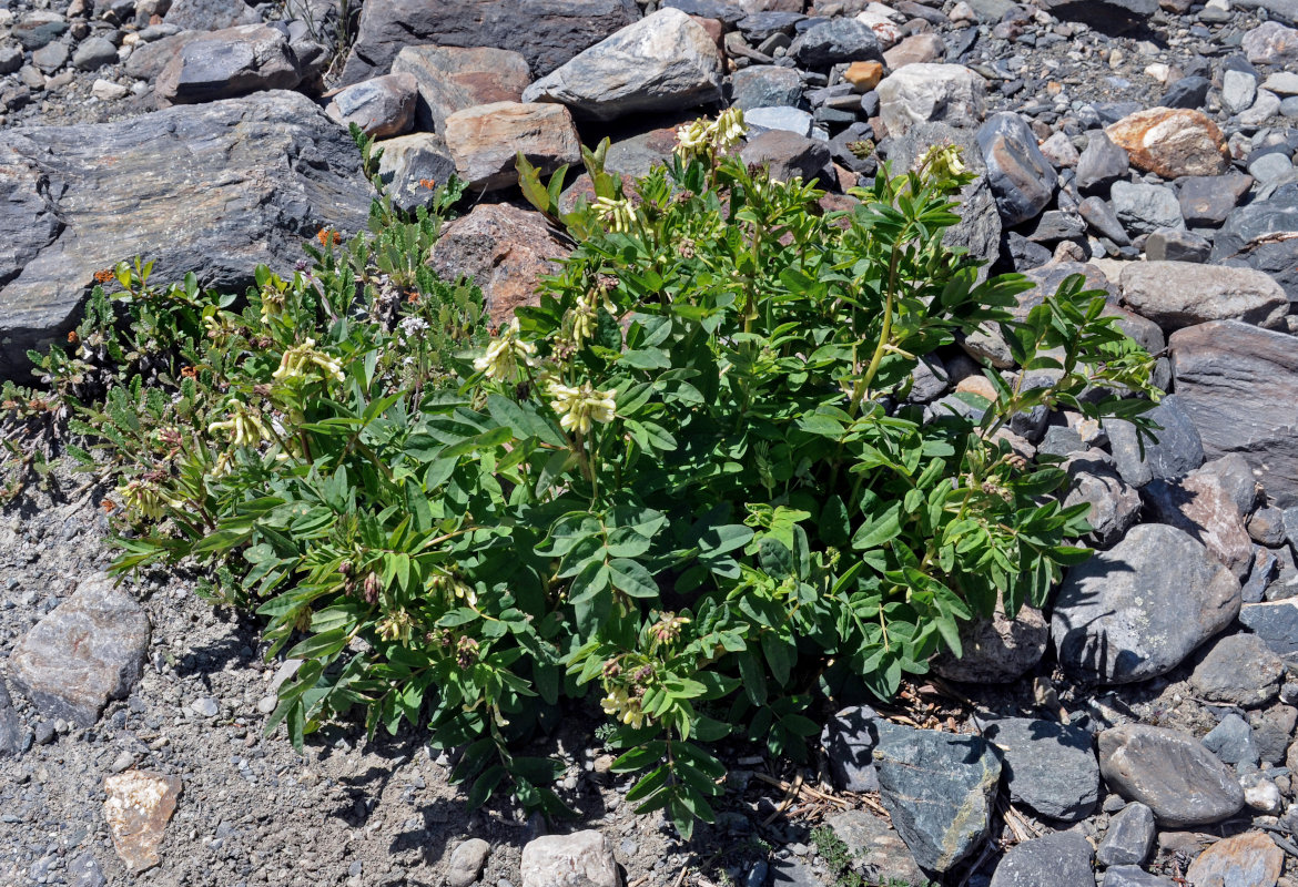 Изображение особи Astragalus frigidus.