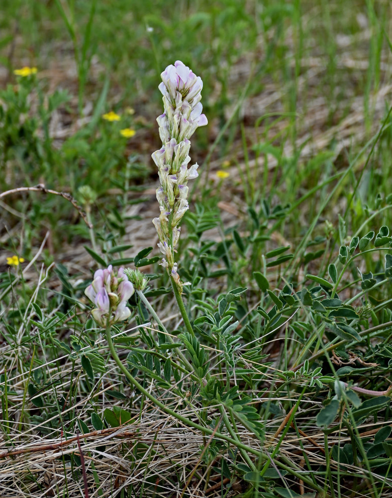 Image of Hedysarum turczaninovii specimen.