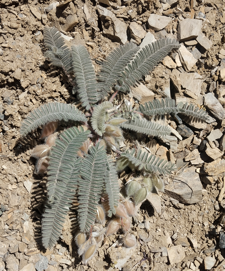 Изображение особи Astragalus leptophysus.