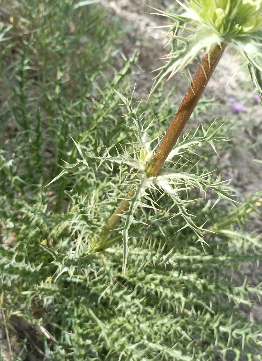 Image of Morina coulteriana specimen.