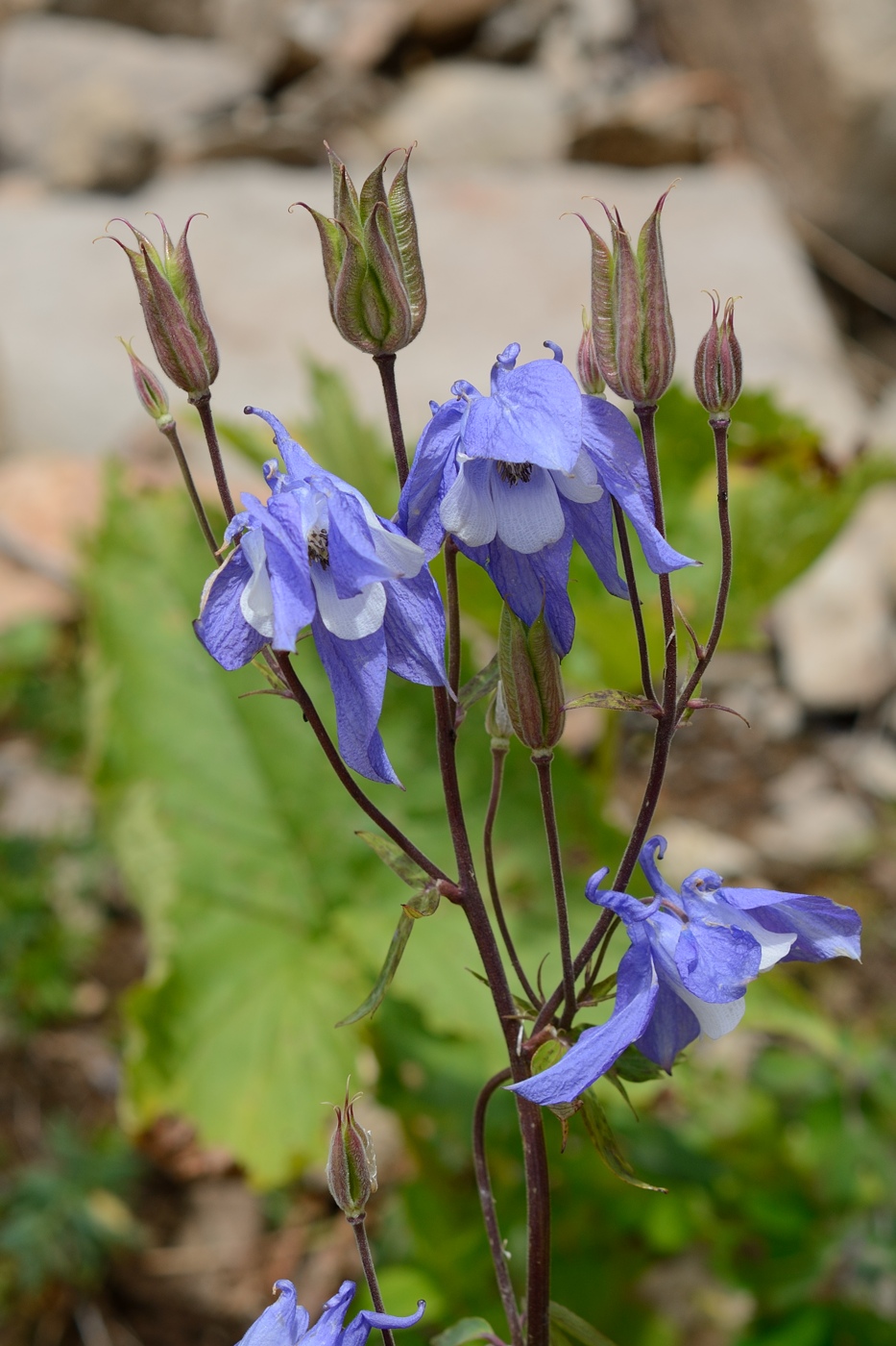 Изображение особи Aquilegia olympica.