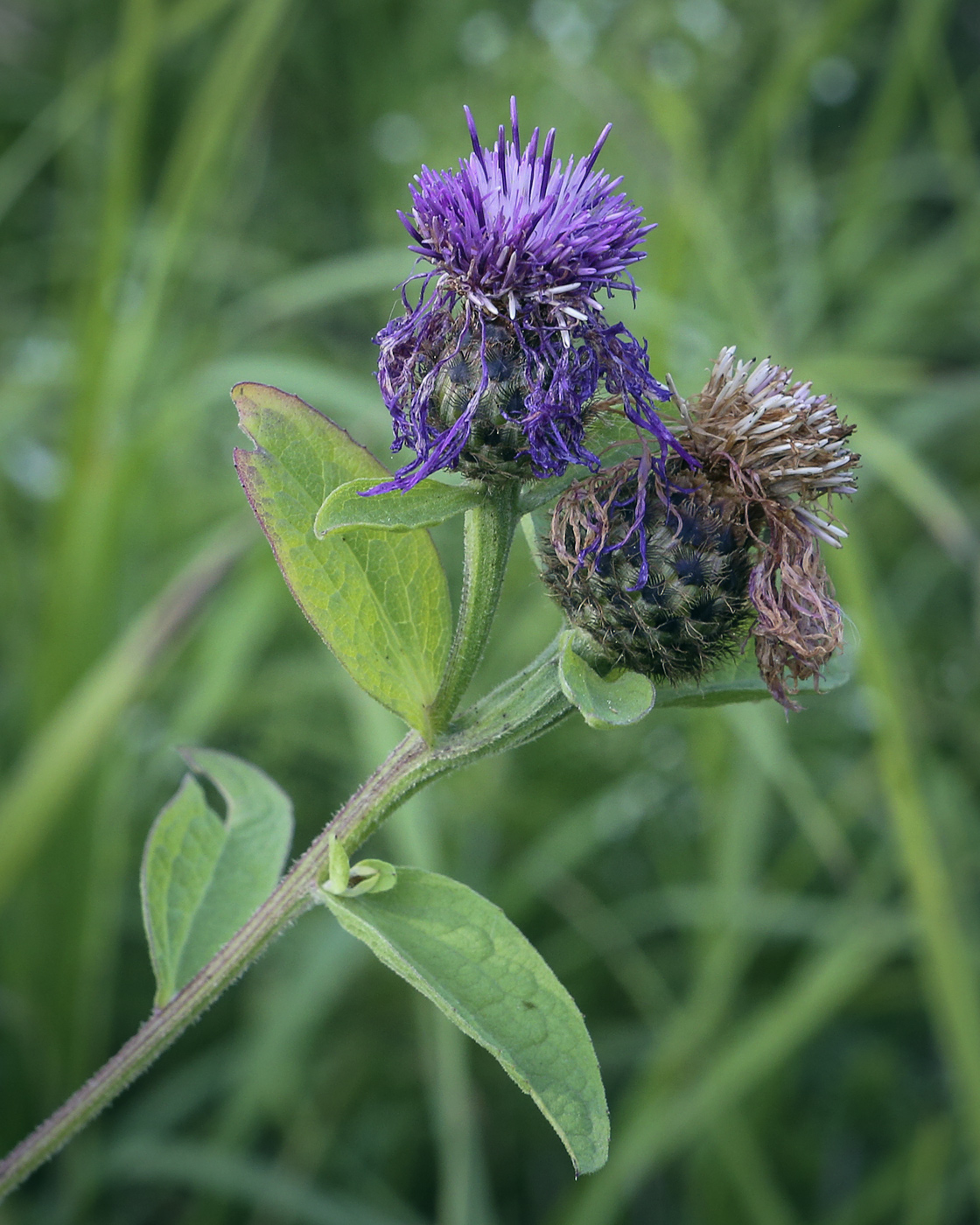 Изображение особи Centaurea phrygia.