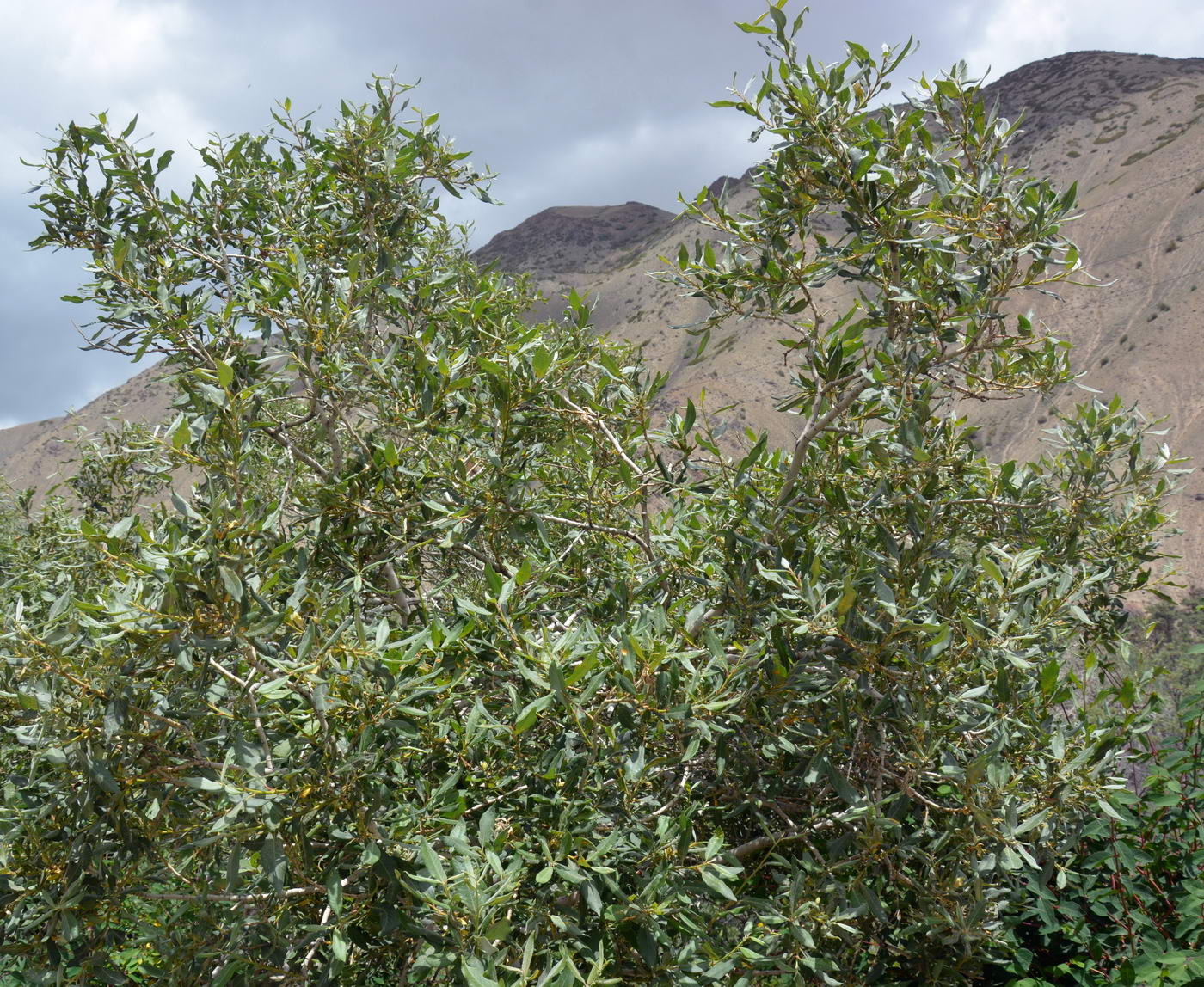 Image of genus Salix specimen.