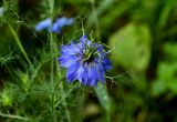 Nigella damascena. Цветок. Грузия, Самцхе-Джавахети, г. Боржоми, в культуре. 11.06.2023.