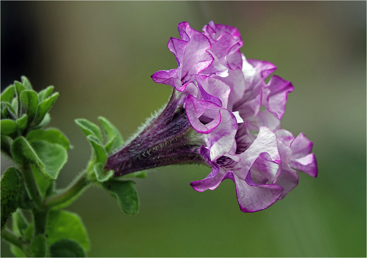 Image of Petunia &times; hybrida specimen.