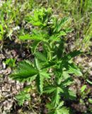 Potentilla intermedia. Молодое растение. Московская обл., Одинцовский р-н, г. Кубинка, пустырь, глинистая почва. 30.05.2010.