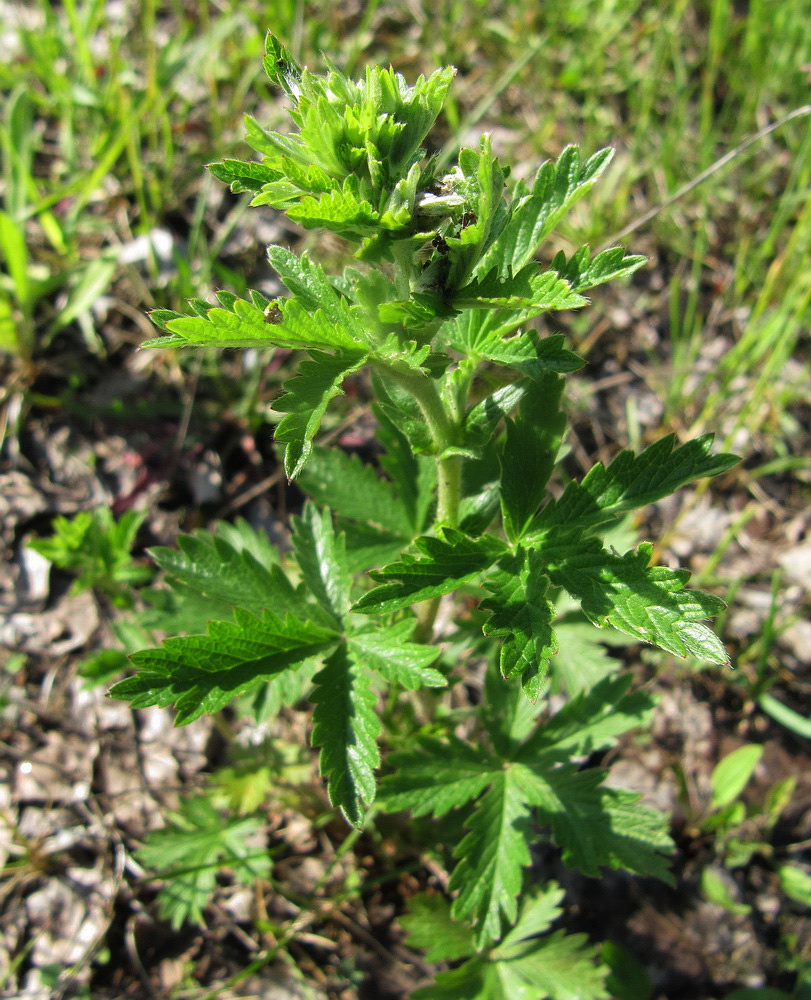 Image of Potentilla intermedia specimen.