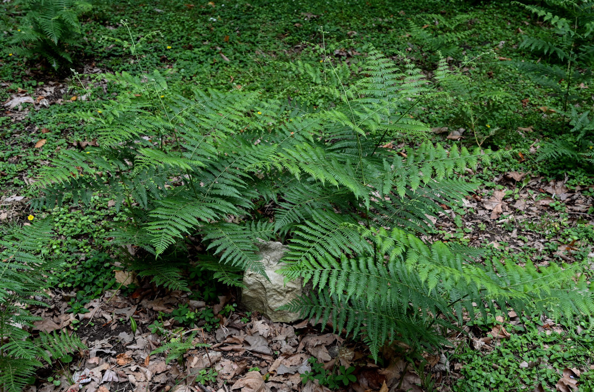 Изображение особи Pteridium tauricum.