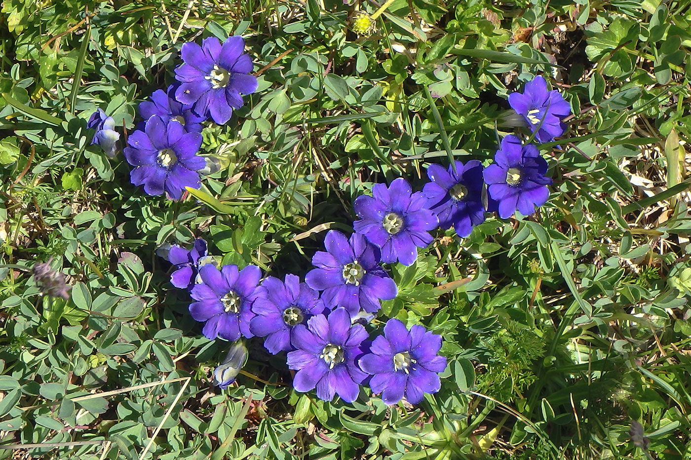 Image of Gentiana dshimilensis specimen.