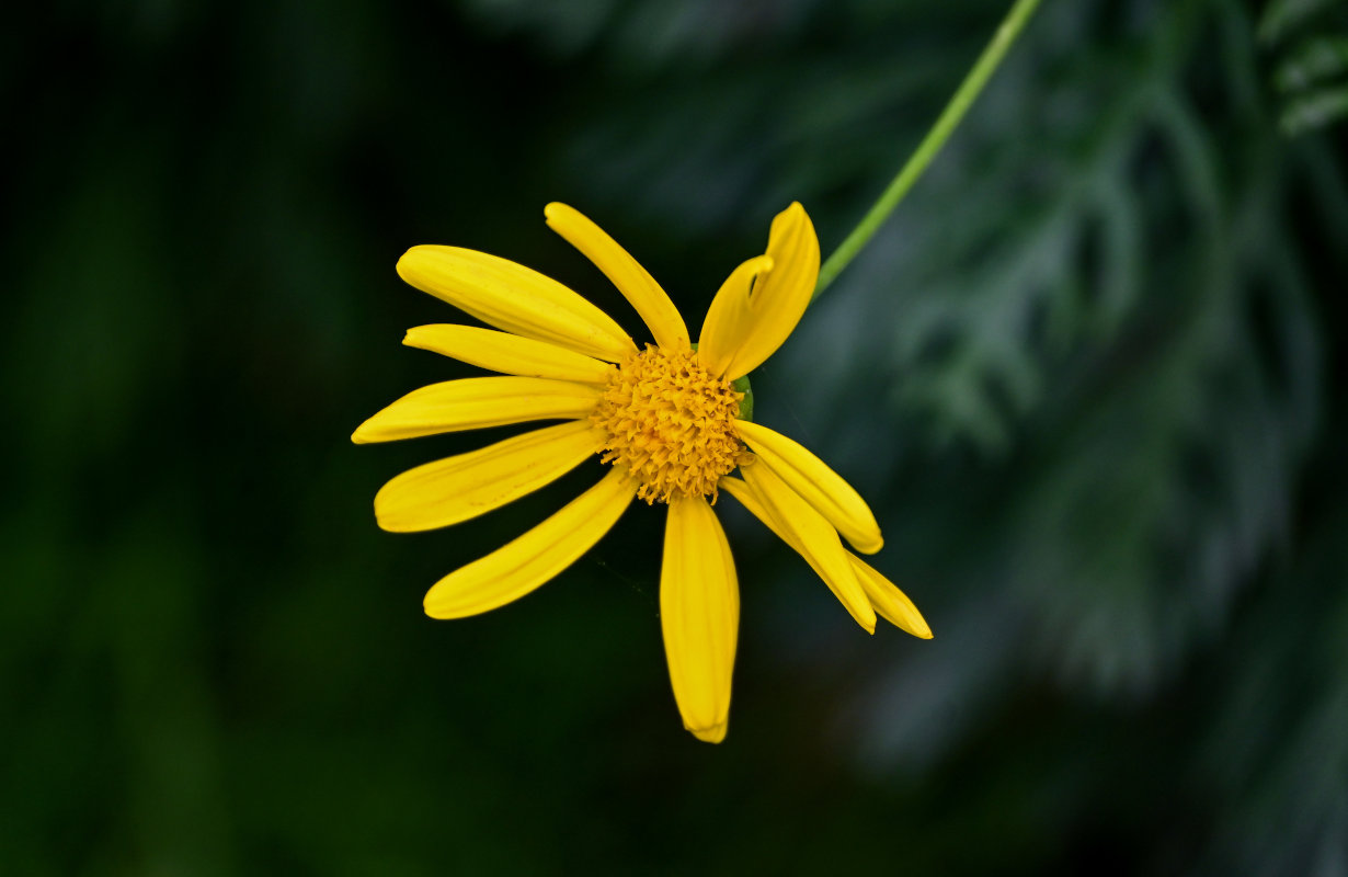 Image of Euryops pectinatus specimen.