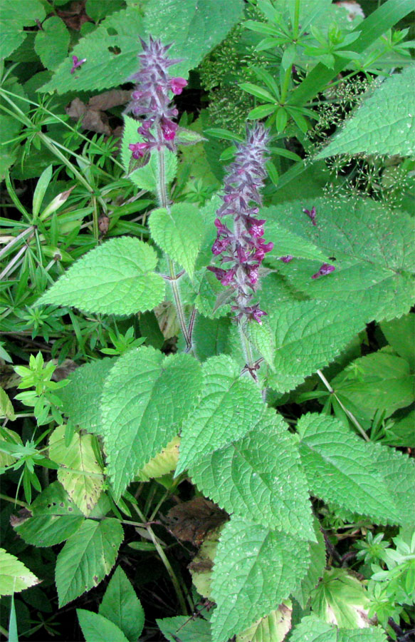 Изображение особи Stachys sylvatica.