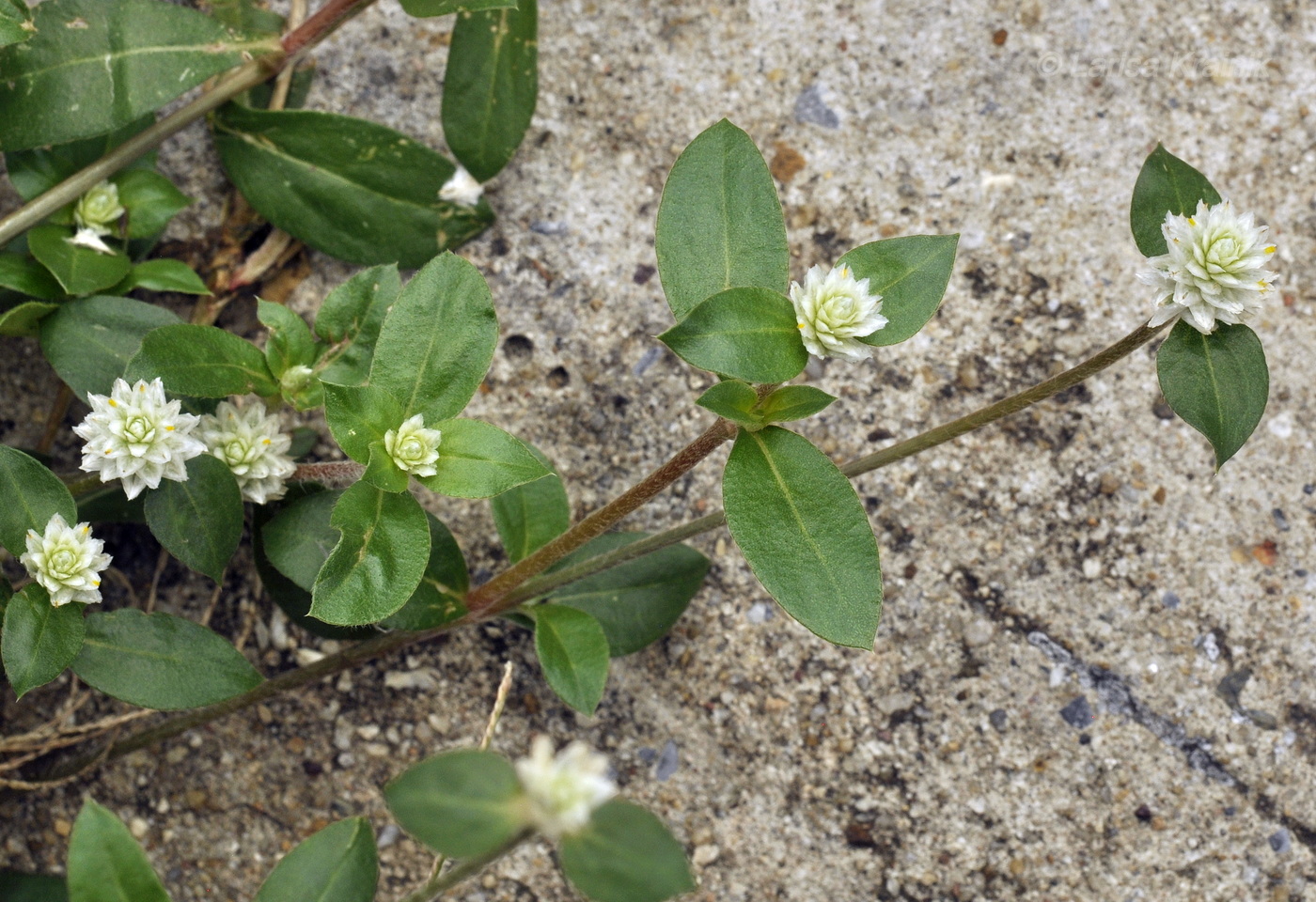 Image of Gomphrena celosioides specimen.