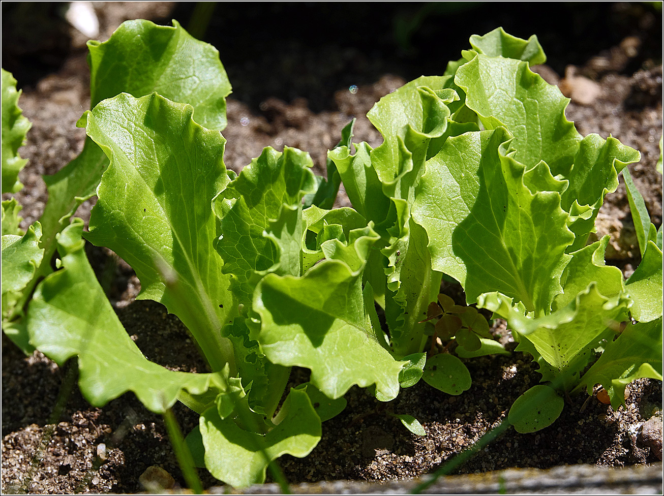 Image of Lactuca sativa specimen.