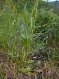 Rumex tuberosus