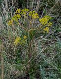 Ferula caspica. Цветущее и плодоносящее растение. Оренбургская обл., Гайский гор. округ, Губерлинские горы, степной склон. 03.07.2023.