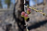 Larix sibirica