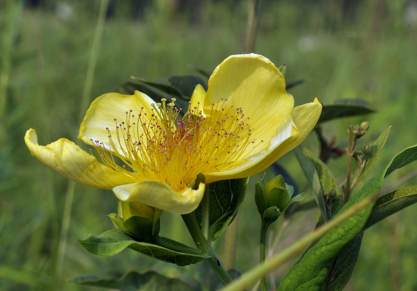 Изображение особи Hypericum ascyron.