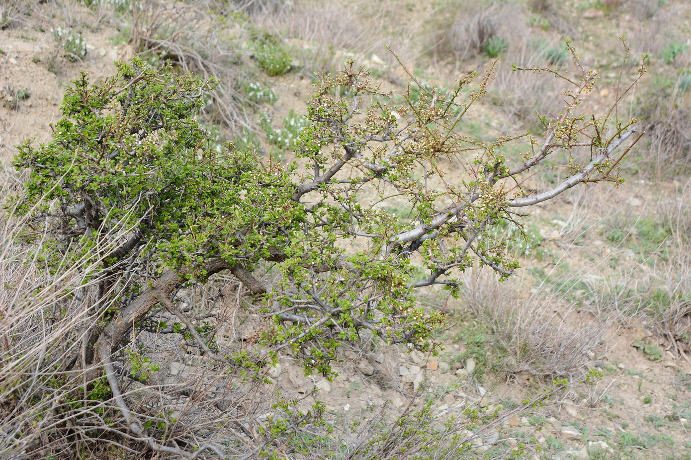 Image of Prunus sogdiana specimen.